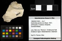 Foto (Objekt + Etiketten) von Eodromites grandis (von Meyer, 1857) 